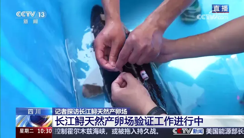 从“放流多少”到“去了哪里” 国产超声波监测为中华鲟、长江鲟保护提供连续证据